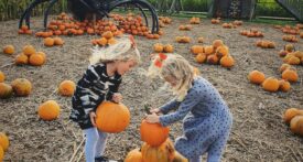 pick your own pumpkins gloucestershire, cotswold farm park pumpkins