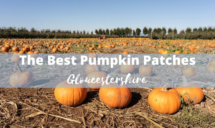 pumpkin patch gloucestershire, pumpkin picking gloucestershire, pick your own pumpkin gloucestershire